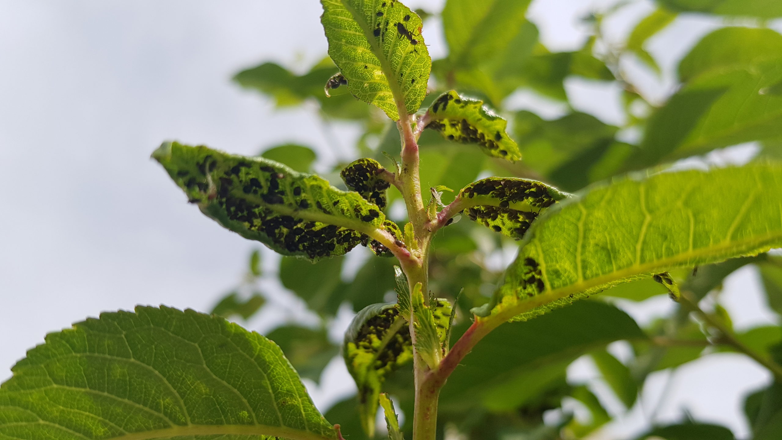 Ants and Aphids disappear in 1 minute and never come back! The most effective way!