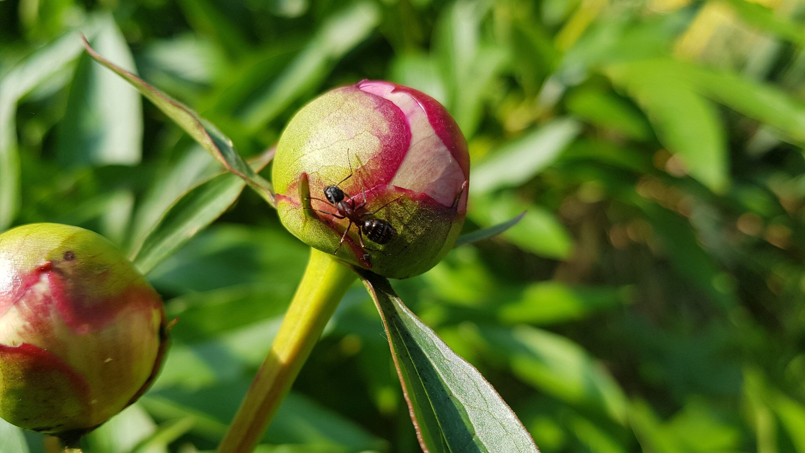 Ants and Aphids disappear in 1 minute and never come back! The most effective way!