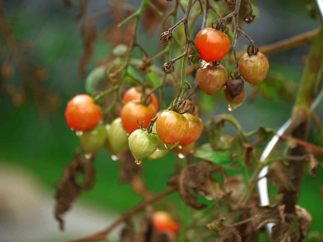 Use this product when planting tomatoes: the fruits will be more beautiful, will not split and will not suffer from any diseases!