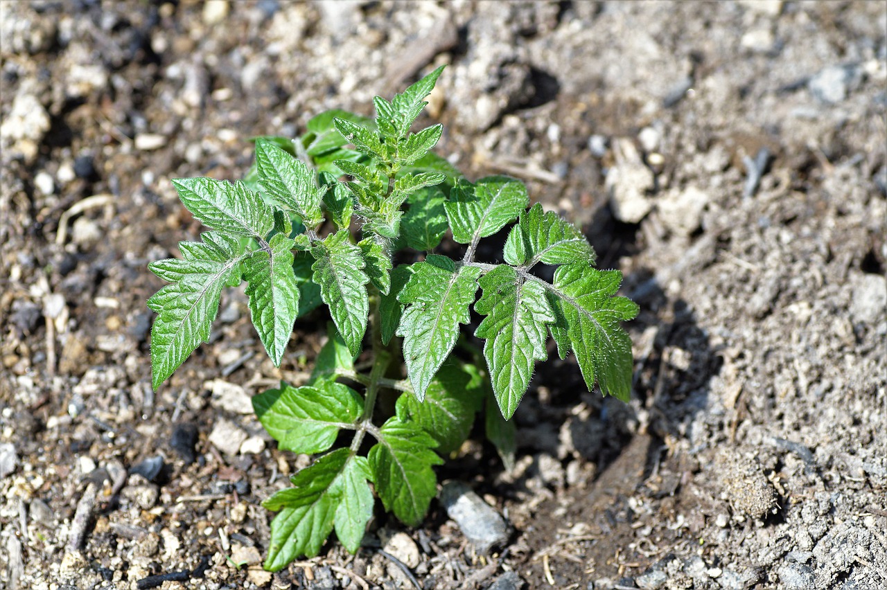 If you have semolina at home, prepare this fertilizer for tomatoes: the yield will be even 5 times higher!