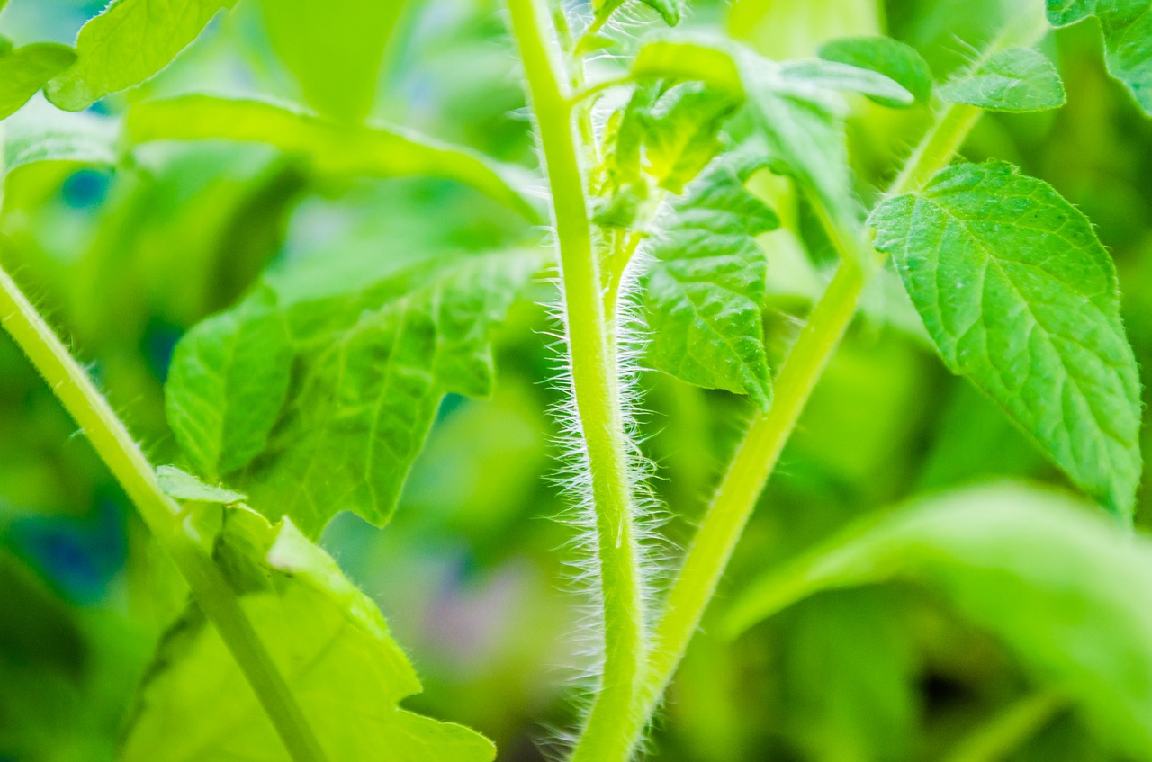 Immediately pour milk on tomatoes, cucumbers and other vegetables: a big harvest is guaranteed!