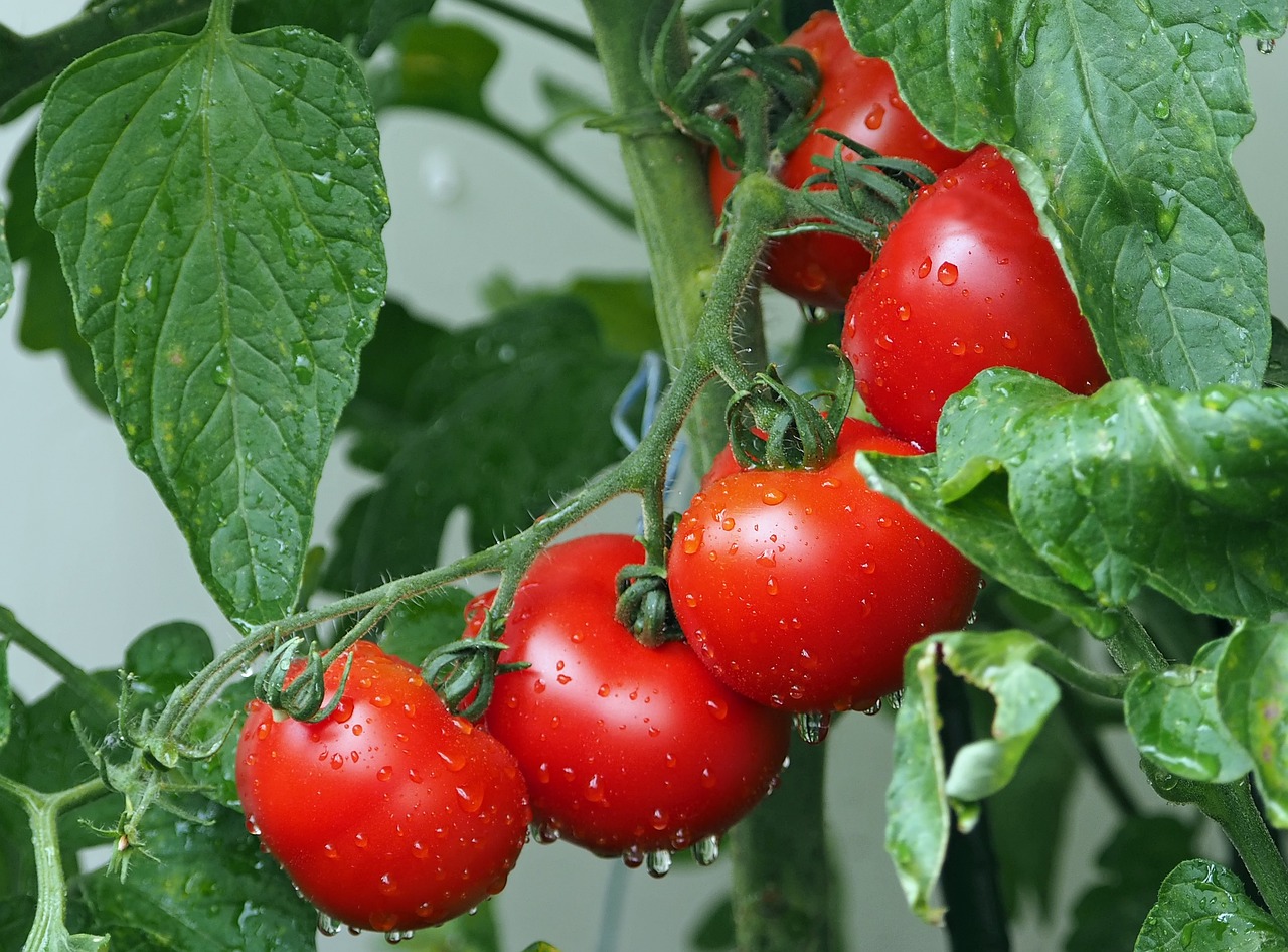 Use this product when planting tomatoes: the fruits will be more beautiful, will not split and will not suffer from any diseases!