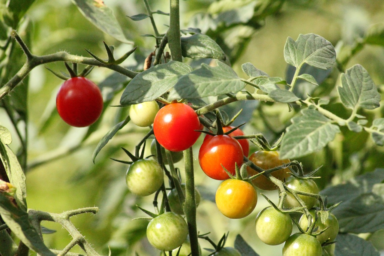 If you have semolina at home, prepare this fertilizer for tomatoes: the yield will be even 5 times higher!