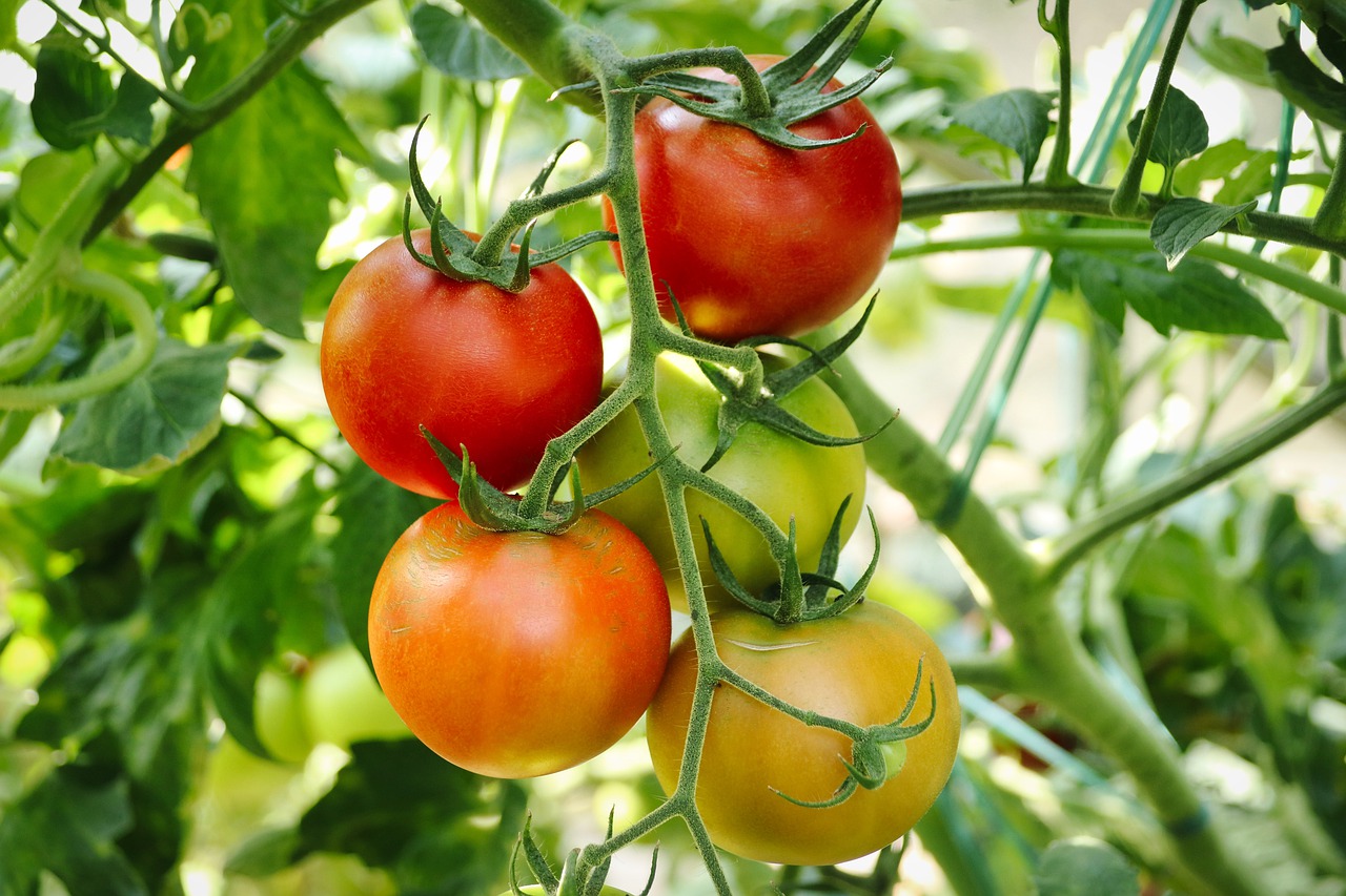 Plant tomatoes like this this year and reap an even bigger harvest than before!