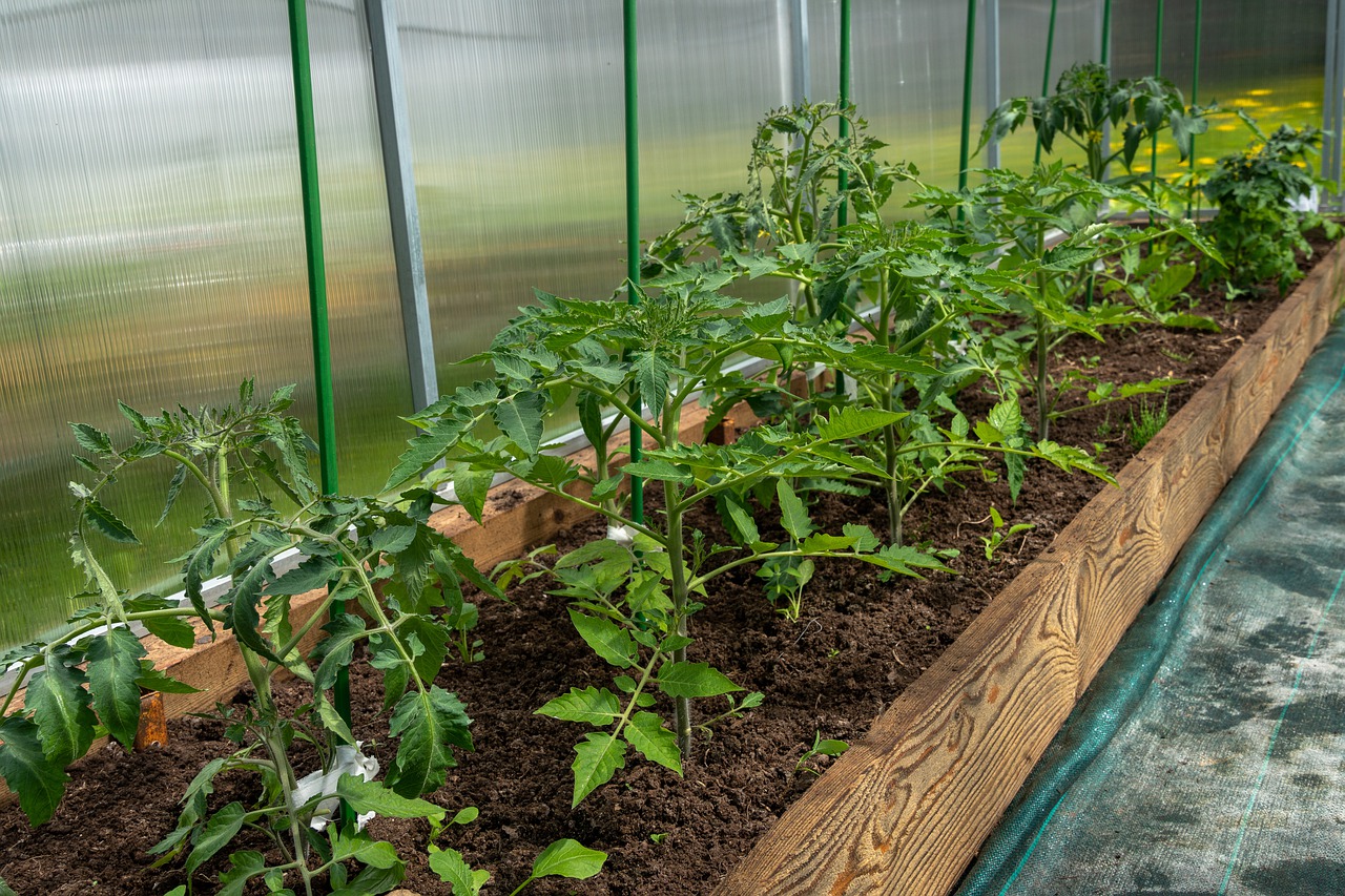 Here's what to do with fertilizing tomatoes: it can significantly increase yields!