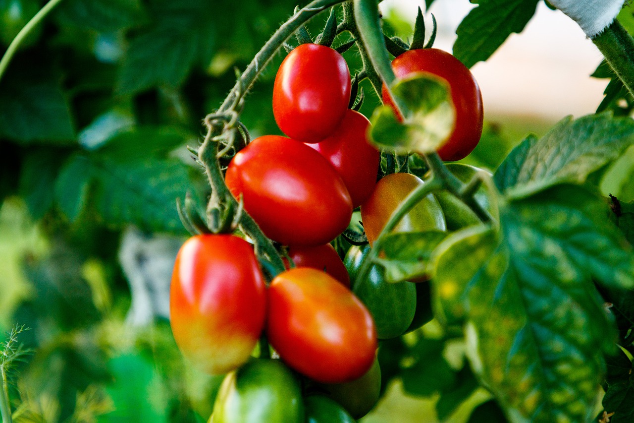 If you have semolina at home, prepare this fertilizer for tomatoes: the yield will be even 5 times higher!