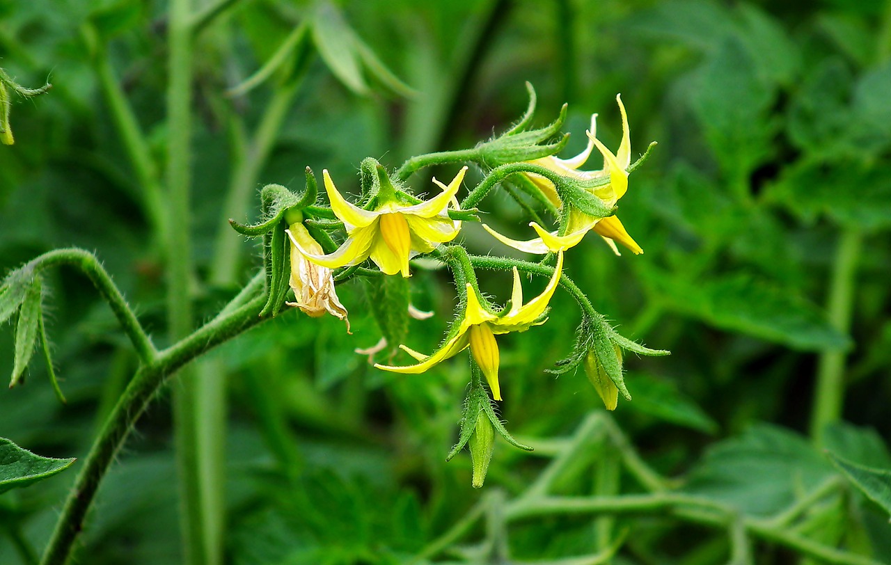 Use this fertilizer on tomatoes: it will ensure better root development!