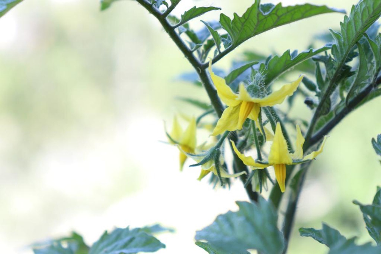 If you have semolina at home, prepare this fertilizer for tomatoes: the yield will be even 5 times higher!