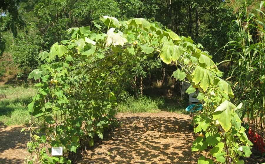 Want 10x more cucumbers? Use this magic fertilizer!