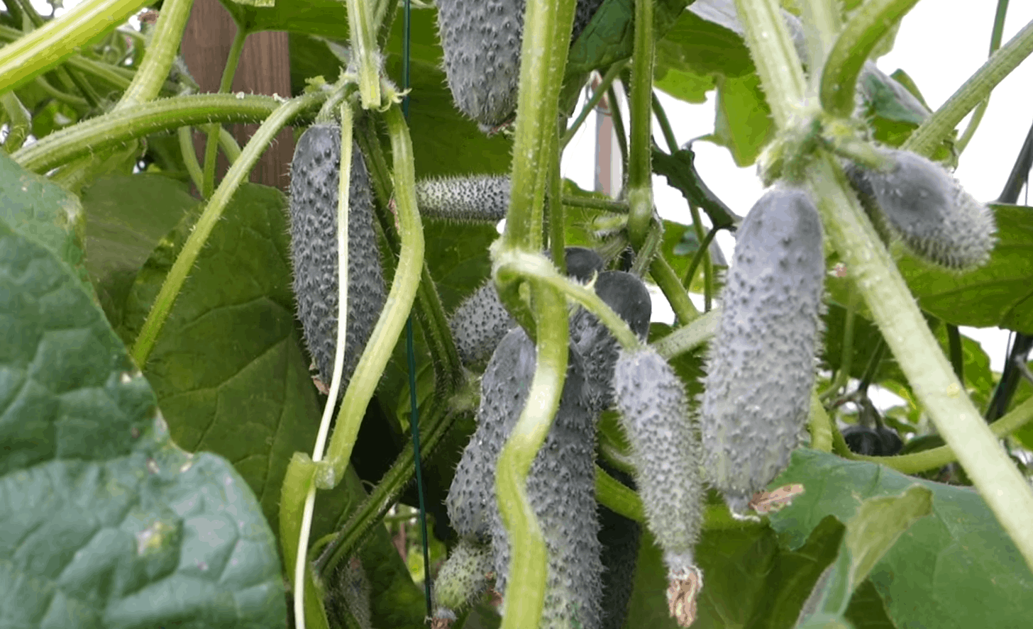 Want 10x more cucumbers? Use this magic fertilizer!