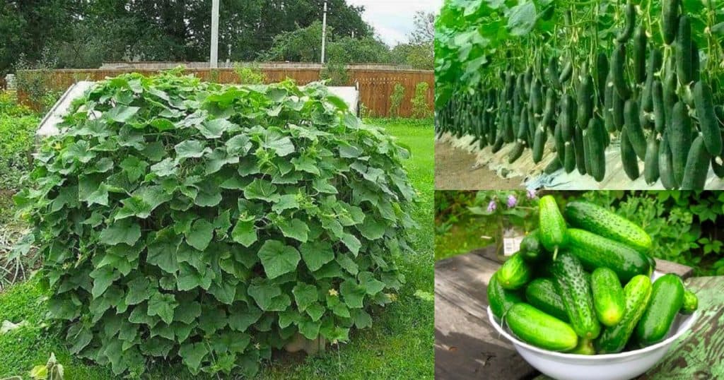 Want 10x more cucumbers? Use this magic fertilizer!