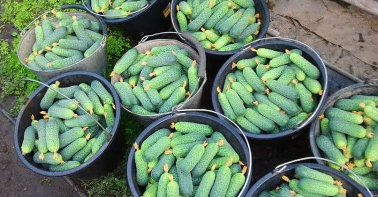 Want 10x more cucumbers? Use this magic fertilizer!