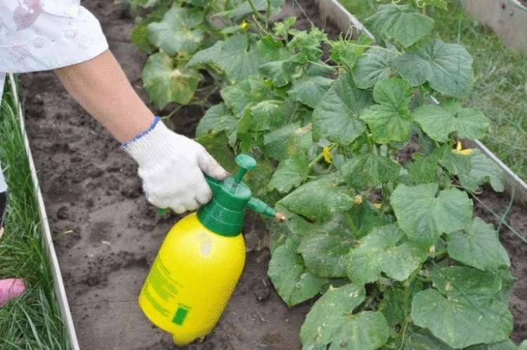 Want 10x more cucumbers? Use this magic fertilizer!