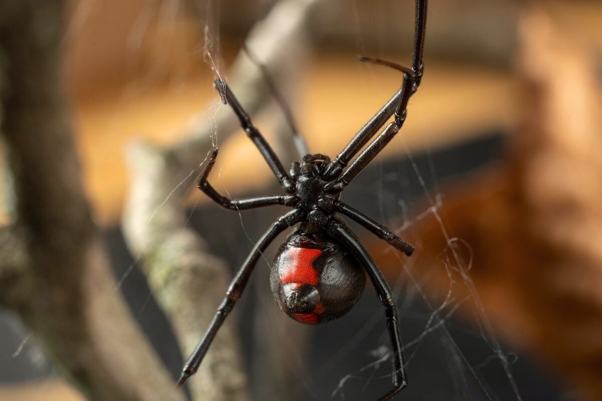 Spider bite. Black Widow. Canva photo