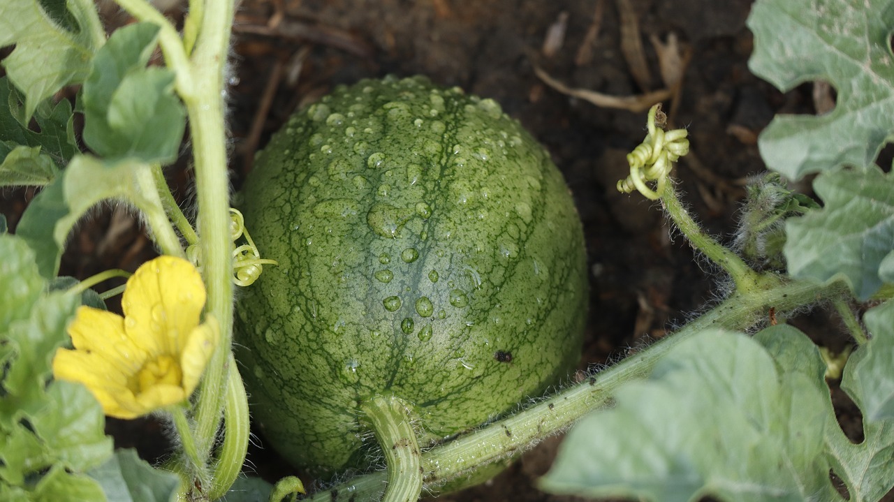 How to sow watermelons so that the fruits are large and sweet: precise instructions for gardeners!