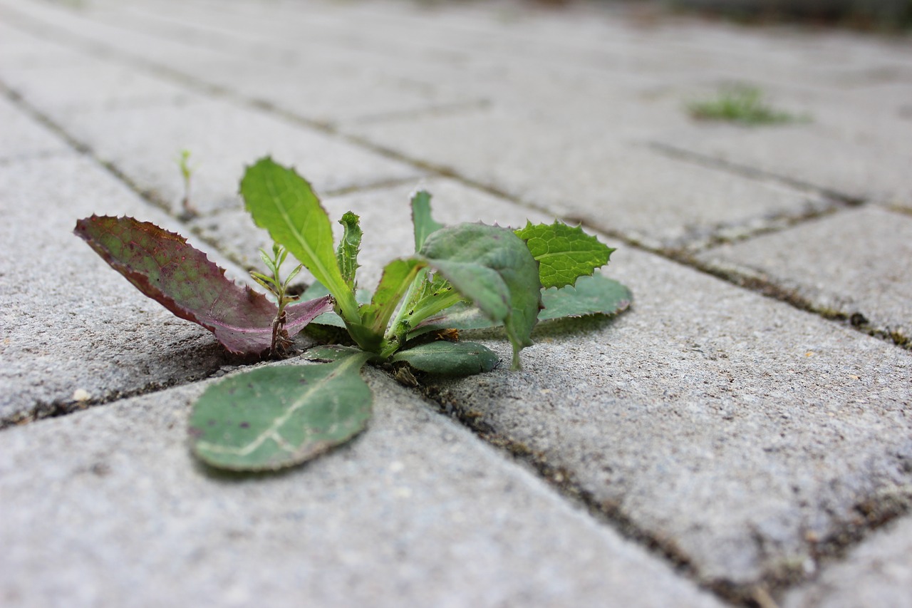 Baking Soda Is A Gardener's Best Friend: 10 Great Ways To Use It In The Garden!