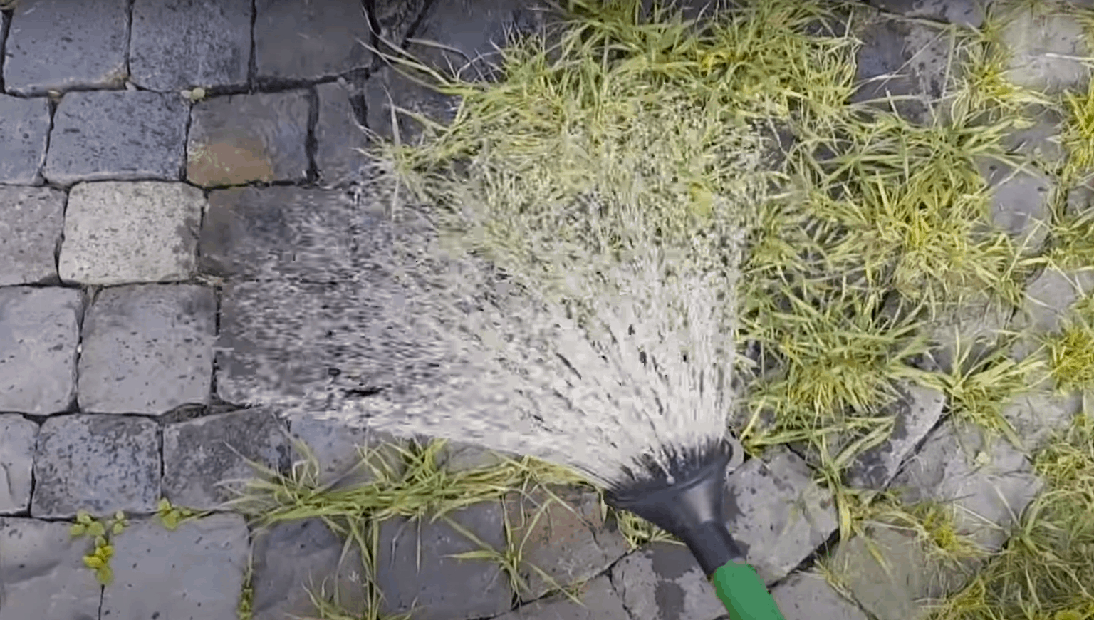 An absolute weed killer in the garden: this product has killed even the most resistant weeds