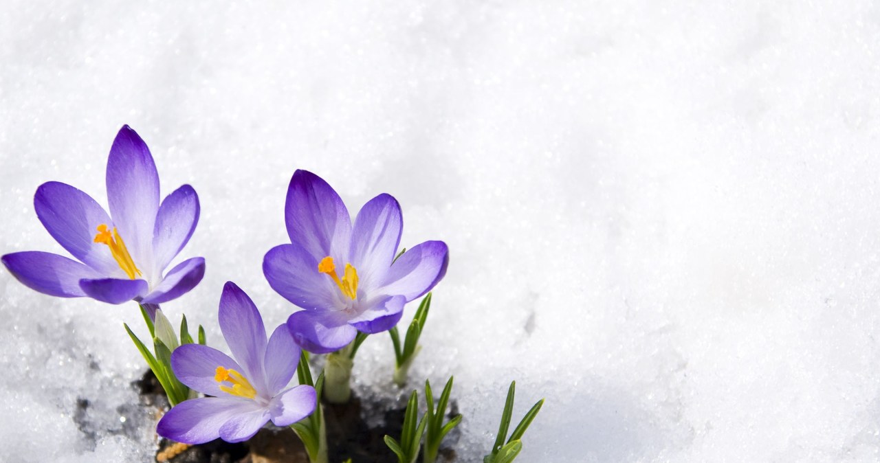 In February, the first crocuses appear timidly /123RF/PICSEL