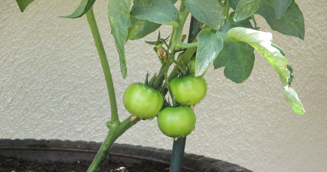 Cherry tomatoes can be grown at home in winter. /123rf /123RF/PICSEL
