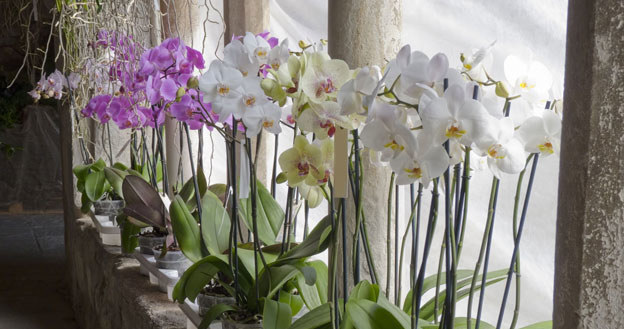 Not all orchids will bloom in winter, some go dormant. /123RF/PICSEL