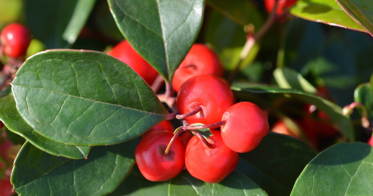 Not just the Star of Bethlehem. This plant will beautify your holidays