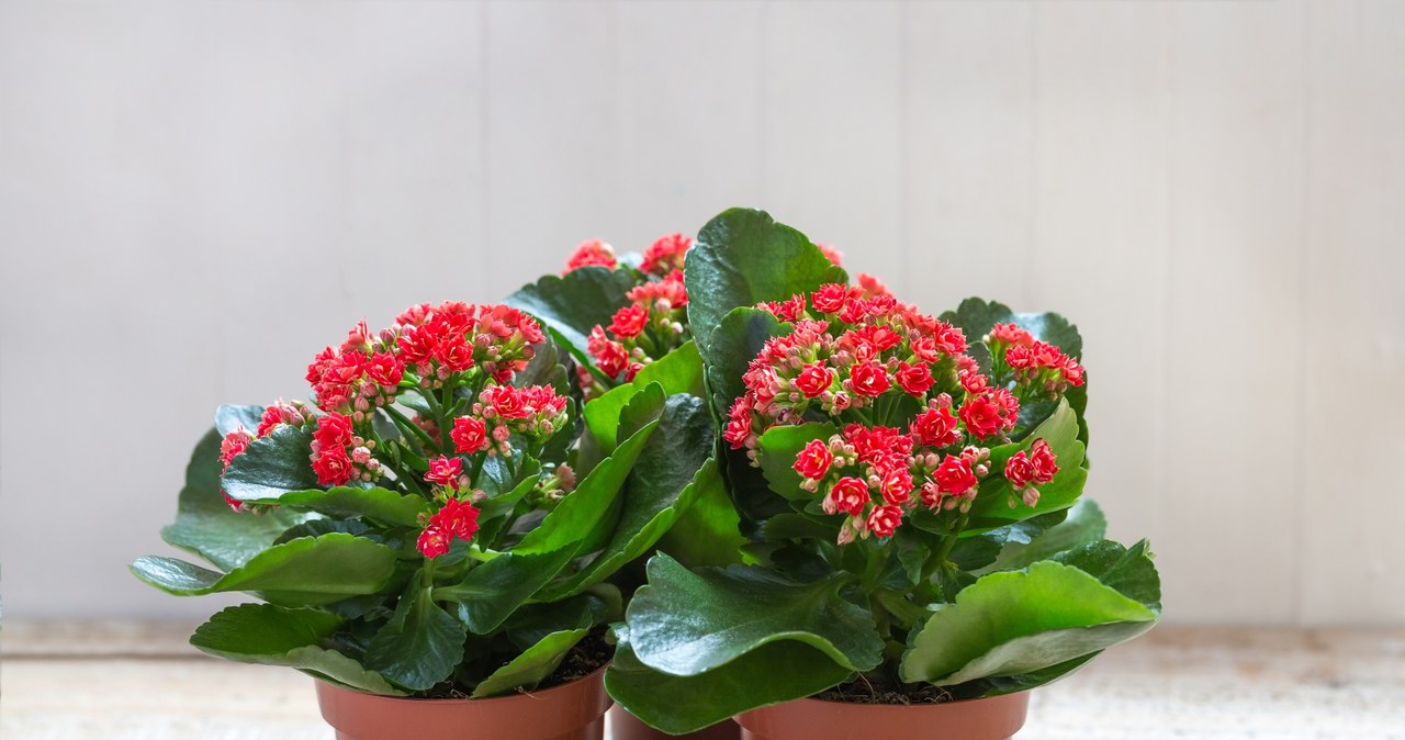 Kalanchoe does not need fertilization in winter /123RF/PICSEL