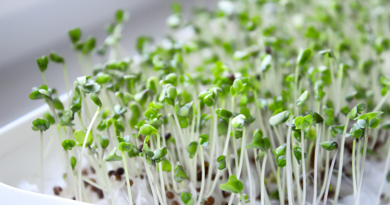 Sprouts can be grown at home. /123RF/PICSEL