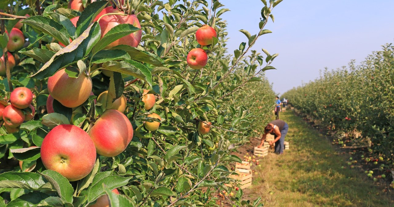 Poland produces over 3 million tons of apples annually. /123RF/PICSEL