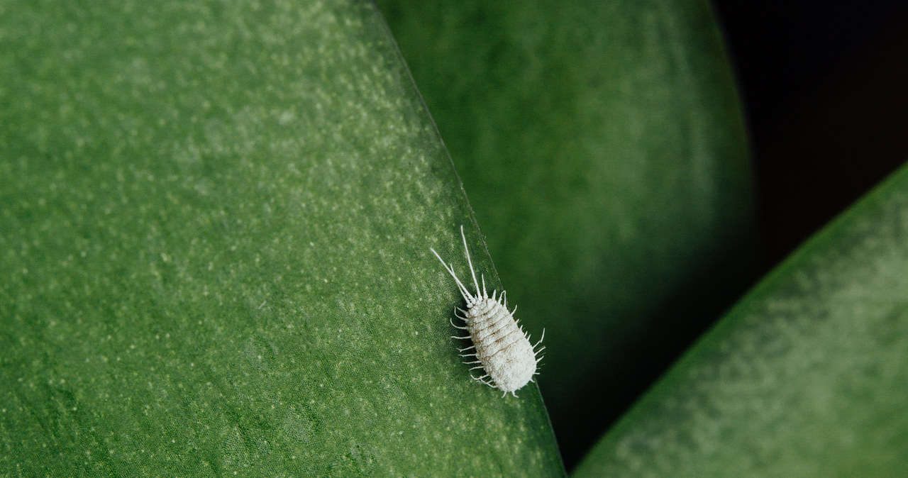 Mealybugs often feed on orchids and succulents. They usually appear in winter. /123RF/PICSEL