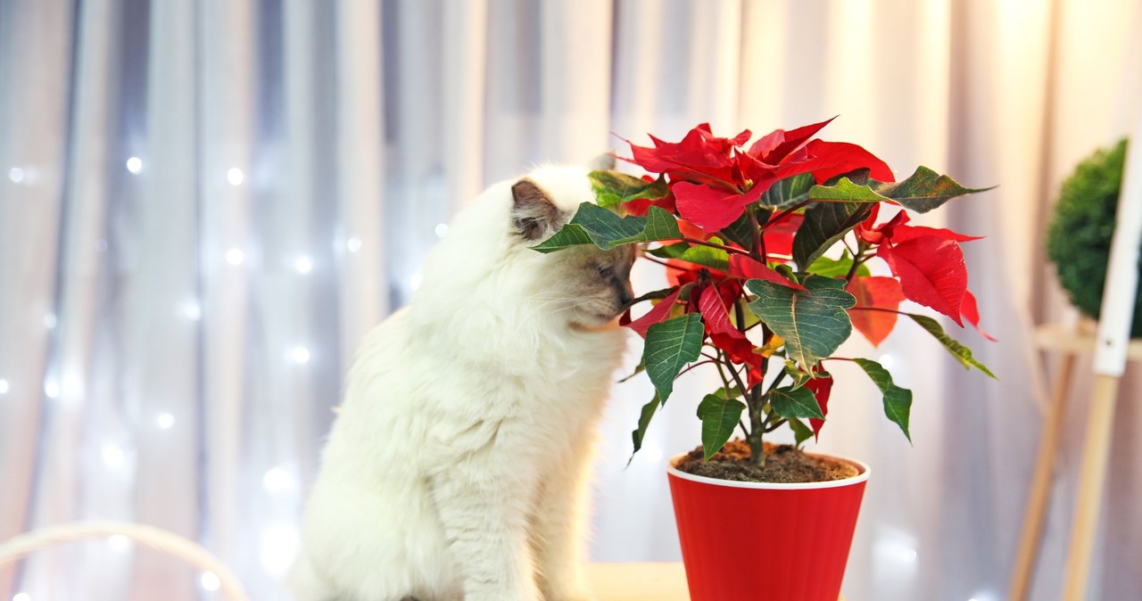 Poinsettia milky sap may irritate the skin and is poisonous to pets - so it is worth keeping it out of the reach of cats and dogs. /123RF/PICSEL