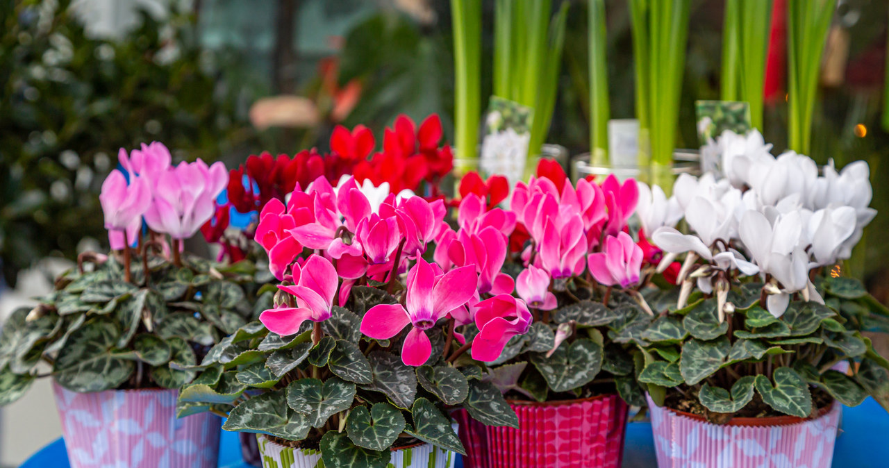 Cyclamen need fertilizers /123RF/PICSEL