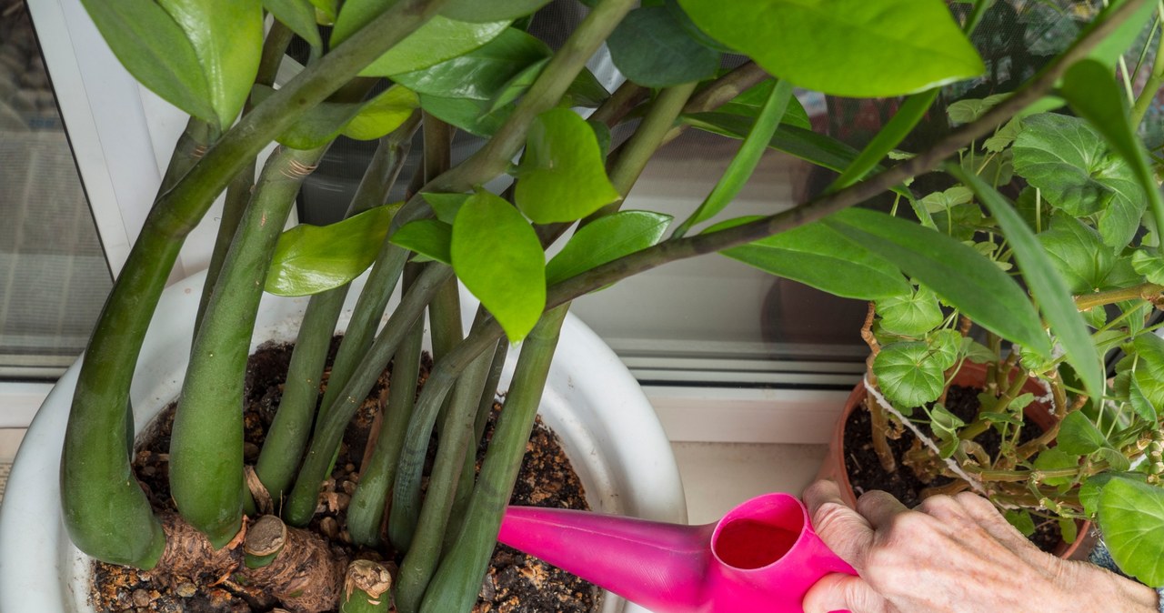 In winter, zamioculcas should be watered with fertilizer once a month