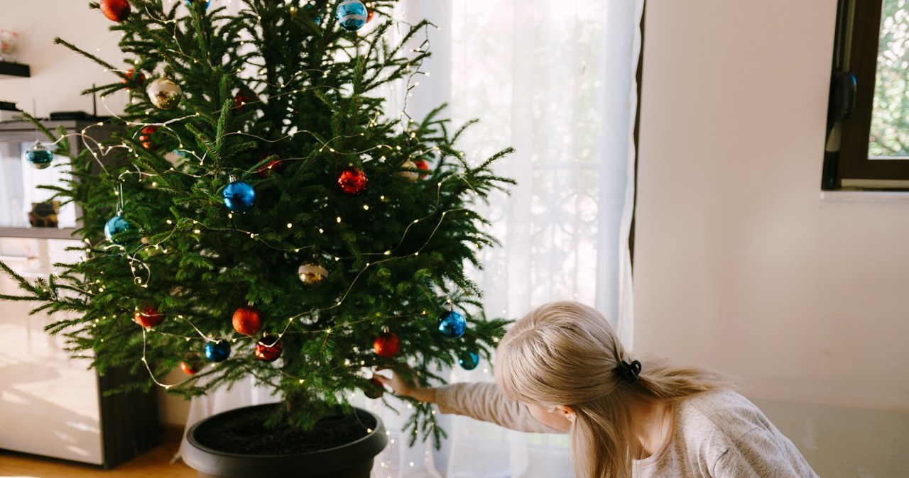 A Christmas tree in a pot can be a great alternative to a cut one. /123RF/PICSEL