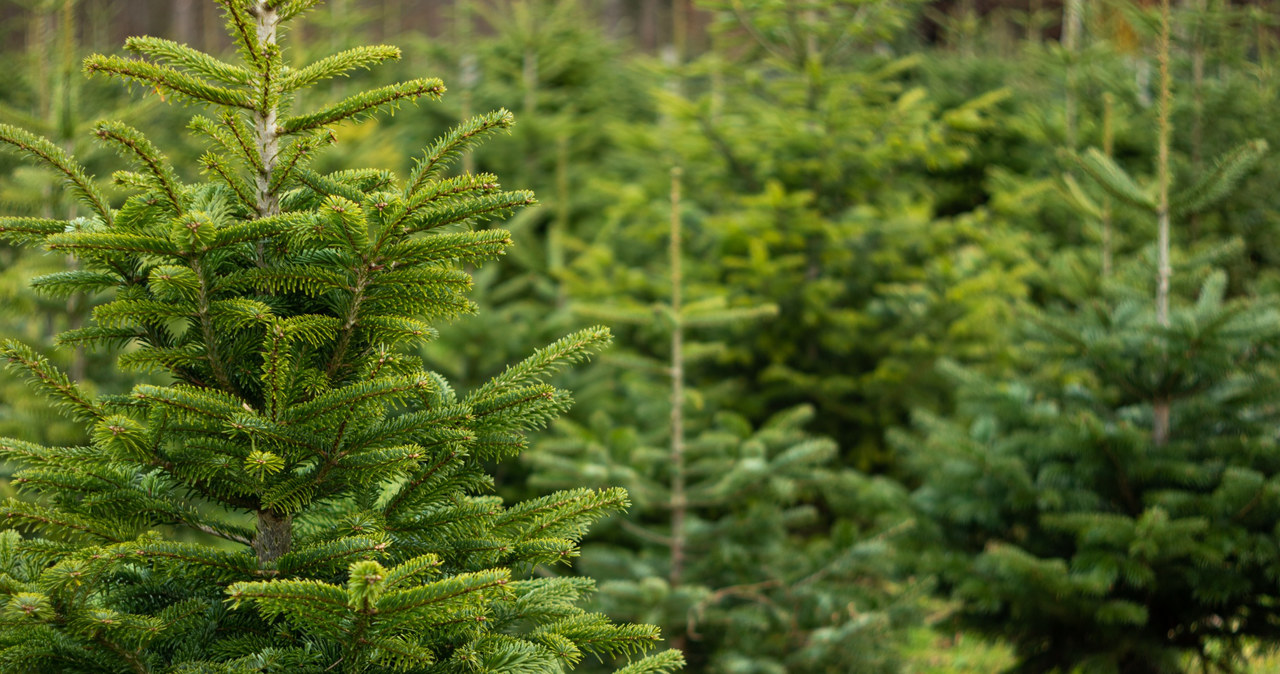 Fresh Christmas trees usually last several weeks in homes. /123RF/PICSEL