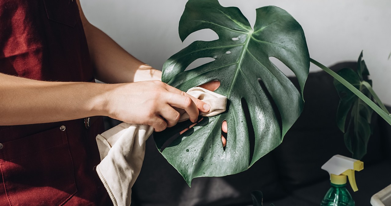 Regularly cleaning the leaves is very important