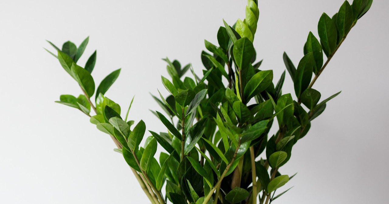 Zamiokulkas is a popular houseplant, perfect for forgetful people.