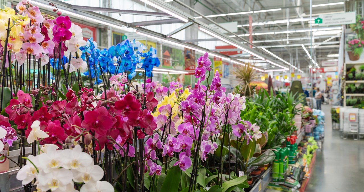 Potted flowers are a good gift idea for grandparents. /123RF/PICSEL