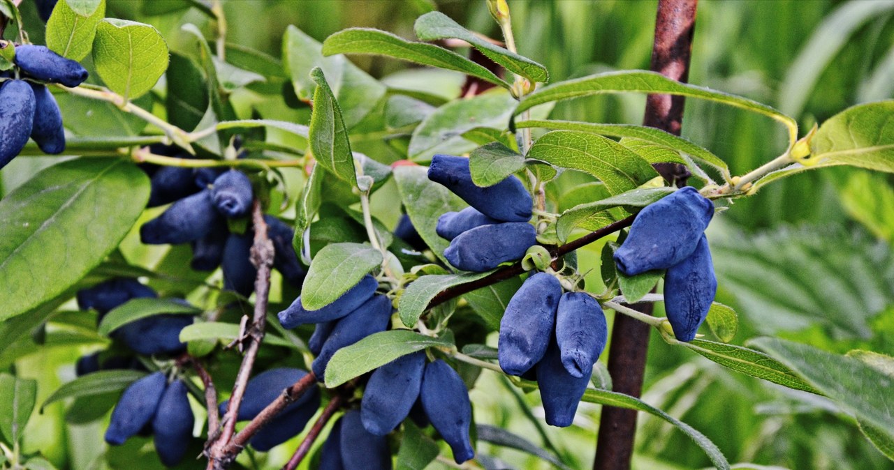 Haskap berries have an oblong shape. We can collect about 4 kg of fruit from one large bush per season. /123RF/PICSEL