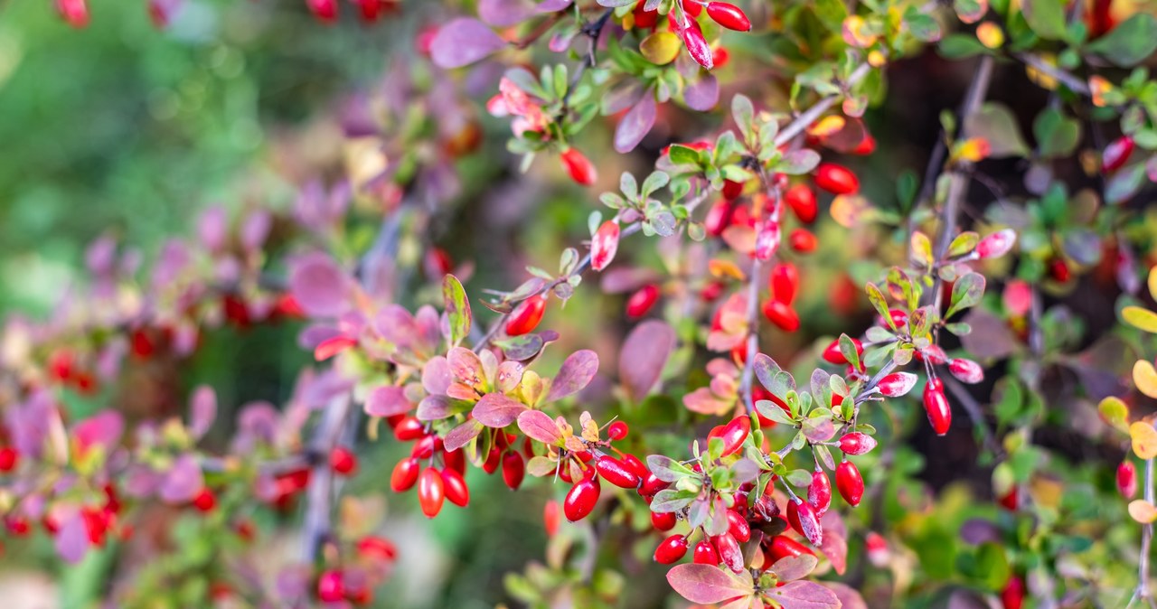 Among the frost-resistant plants, there is also the well-known barberry /123RF/PICSEL