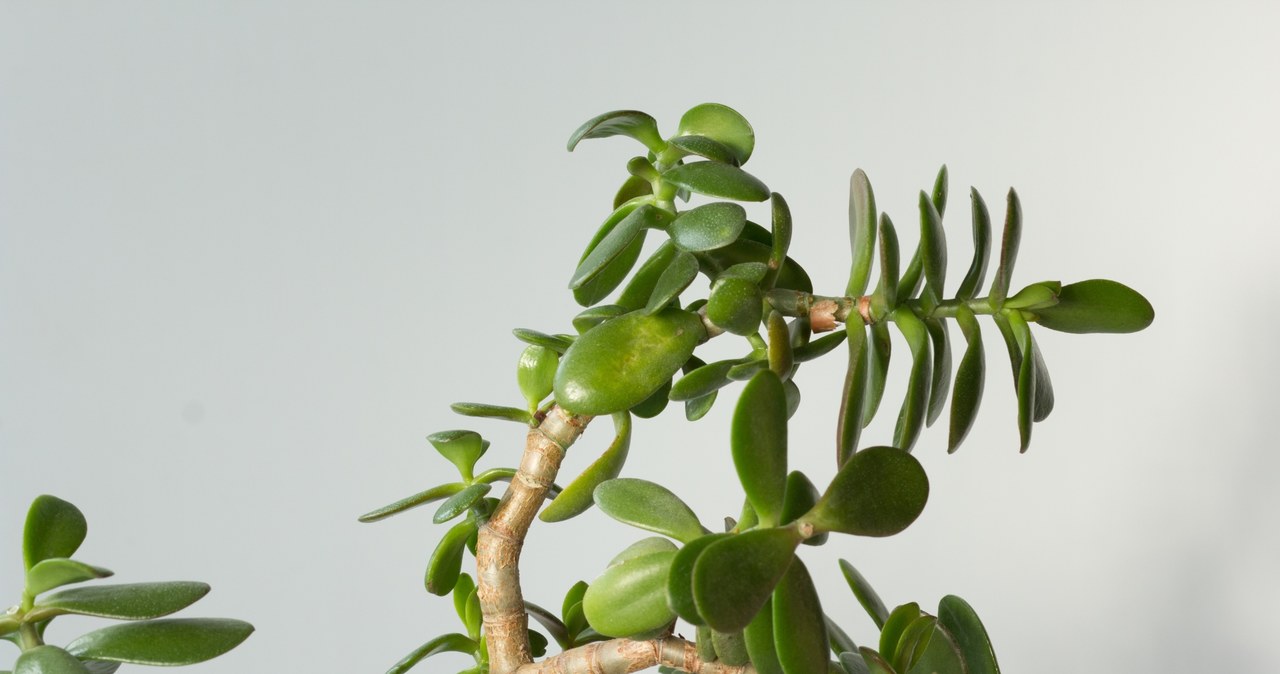 Crassula feels best in a bright, draft-free place /123RF/PICSEL