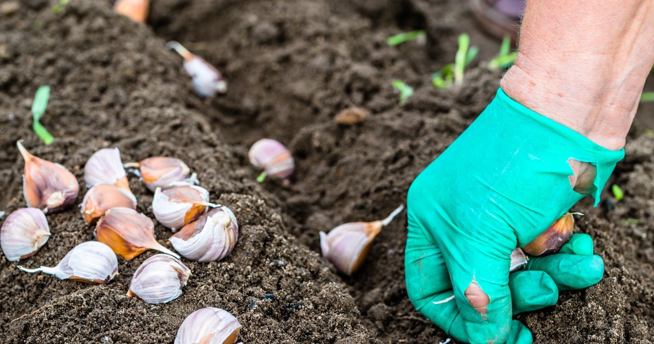 Winter garlic in December must be planted deeper than usual