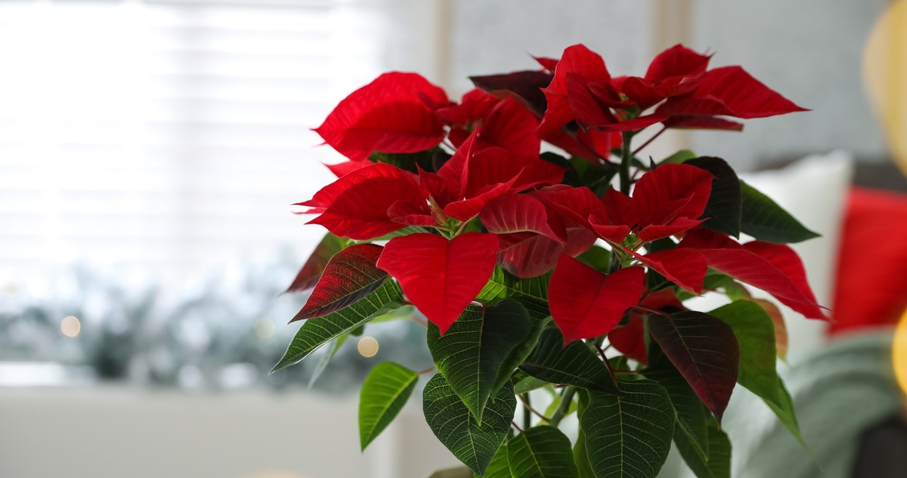 A poinsettia will last a long time at home if you take care of it properly /123RF/PICSEL