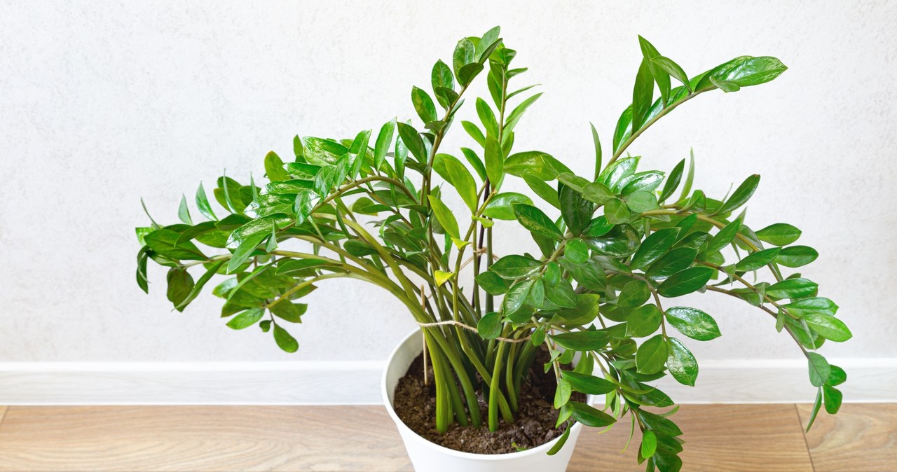 Zamioculcas is one of the plants that perfectly purifies the air