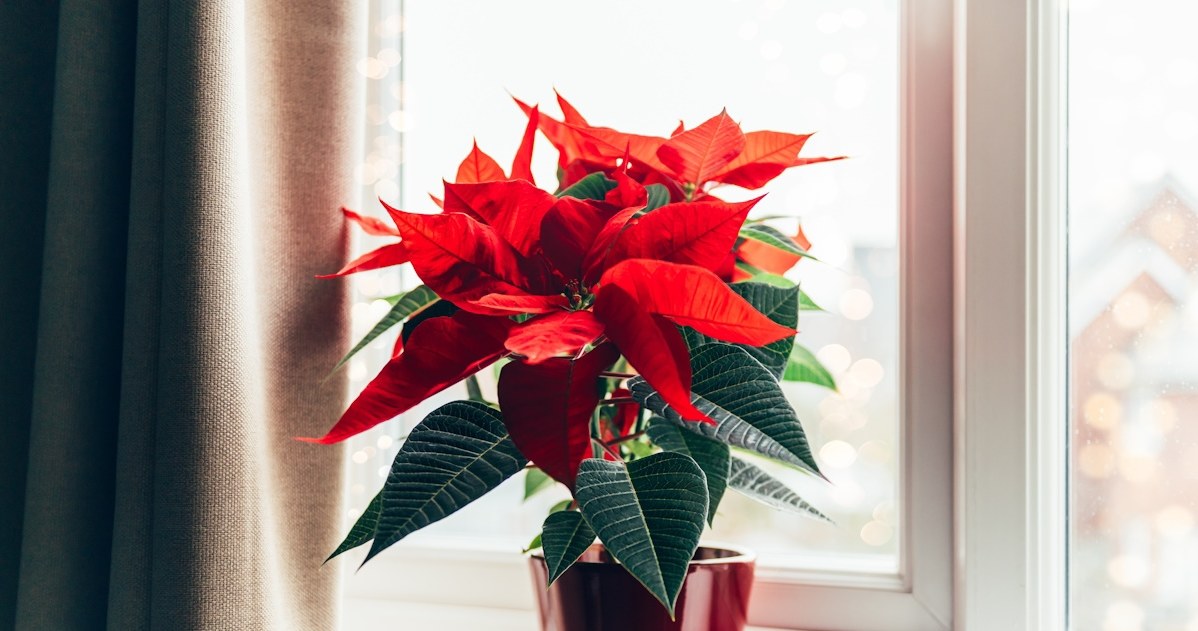 The Star of Bethlehem is one of the symbols of Christmas. Please note that this is not an annual plant. /123RF/PICSEL