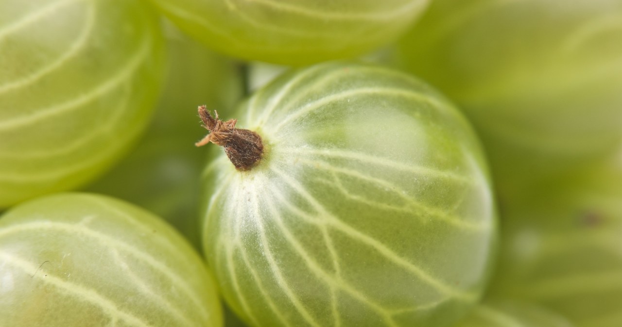 A small gooseberry provides much more vitamin C than an orange /123RF/PICSEL