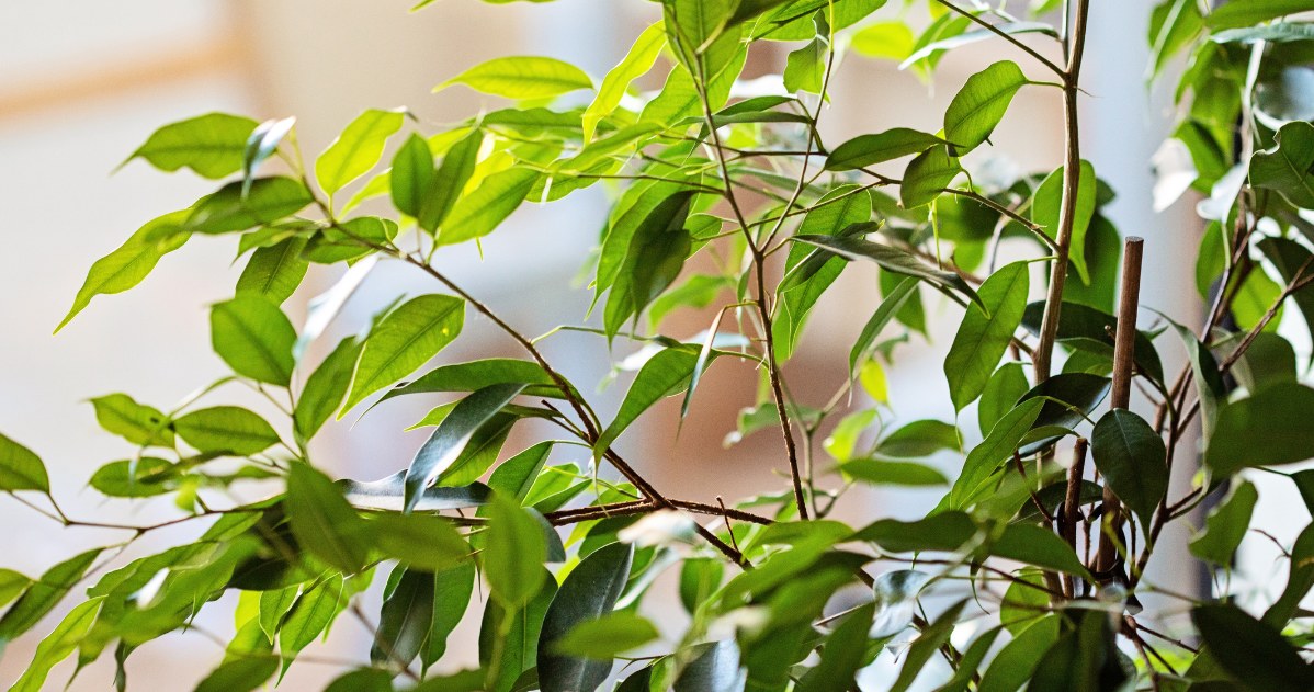 For proper development, ficus plants need a bright place with diffused light /CanvaPro