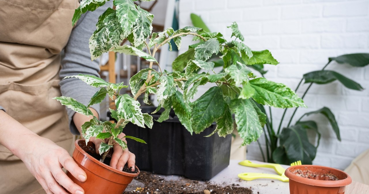 In winter, we can replant plants only in exceptional situations /123RF/Picsel, 123RF/Picsel /INTERIA.PL