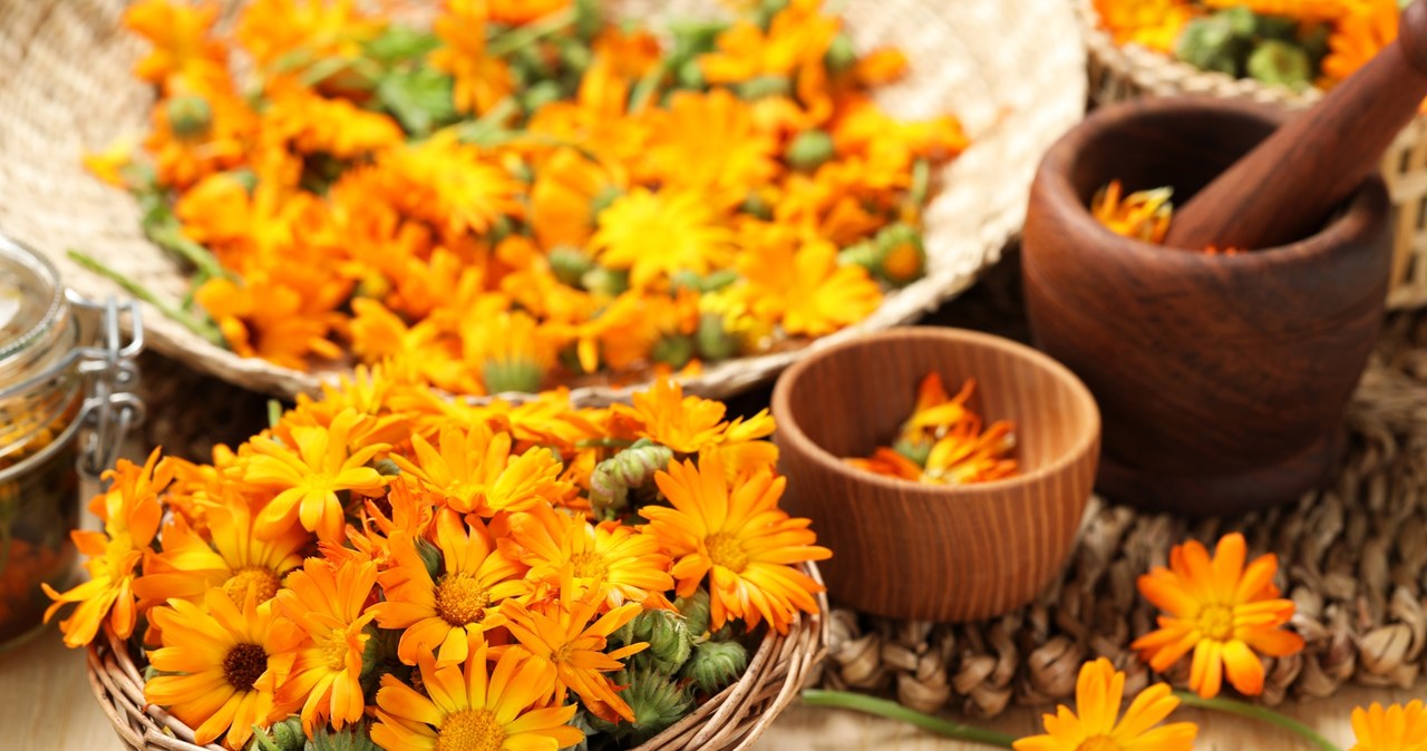 Calendula ointment uses the extraordinary healing properties of marigold. /123RF/Picsel, 123RF/Picsel /INTERIA.PL