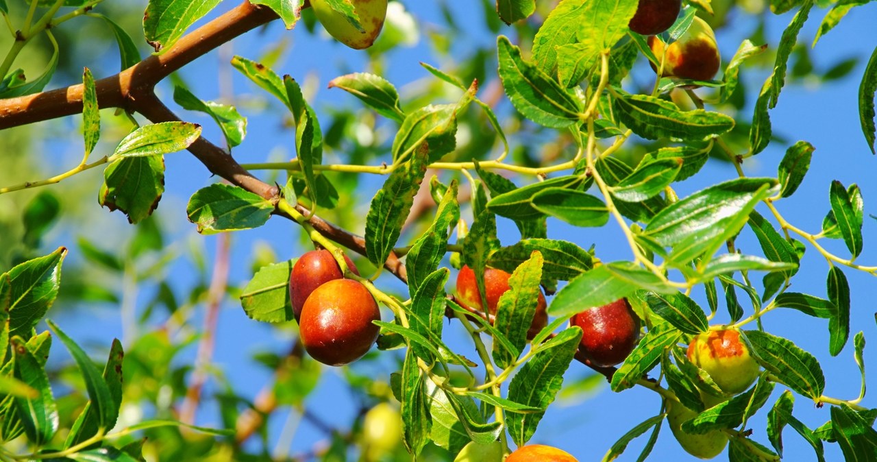 Jujube fruit has been cultivated for centuries. They have many benefits, so it is worth including them in your daily diet. /Pixel