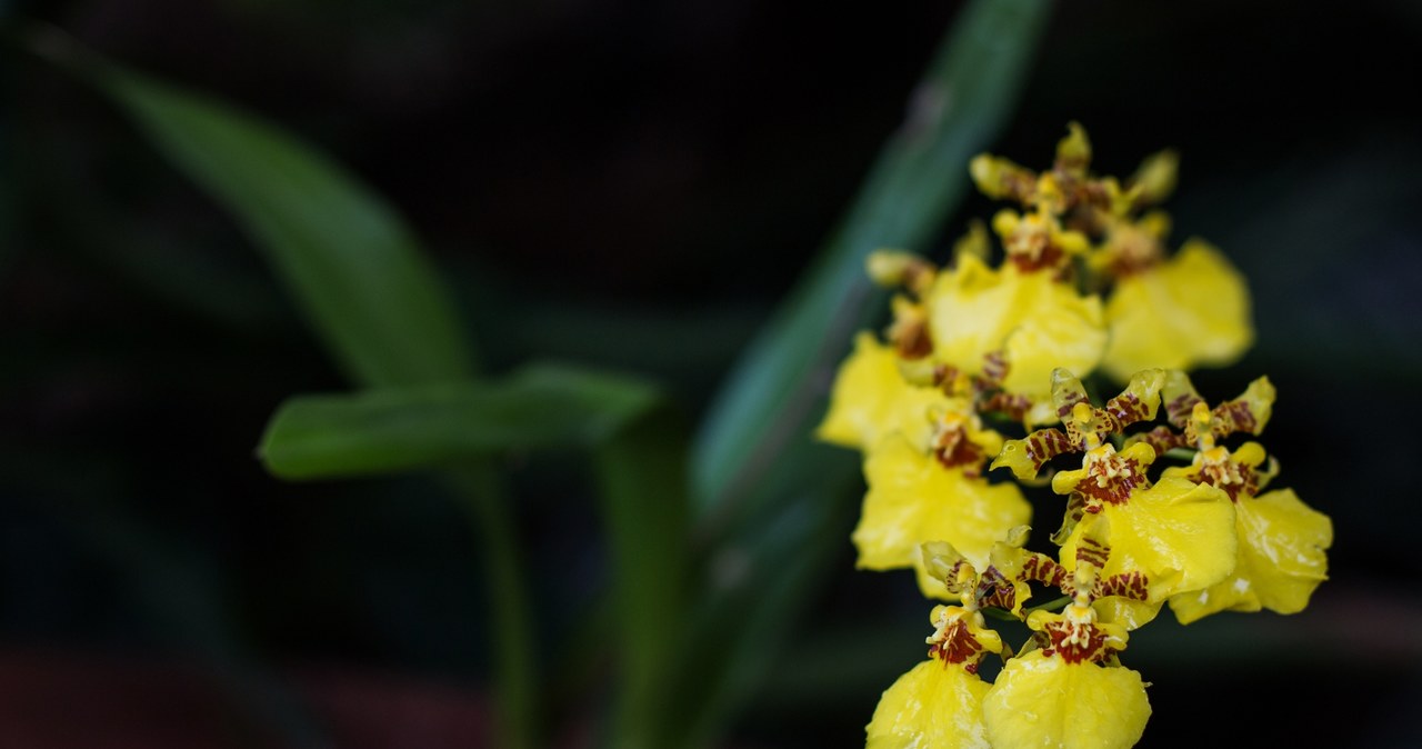 The butterfly orchid captivates with its beautiful flowers